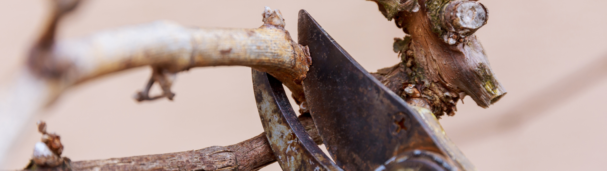 Pruning a vine.