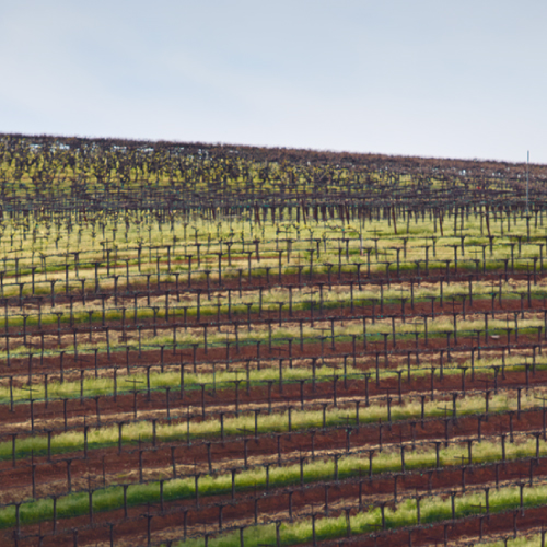 How a 140-Year-Old Vineyard Thrives