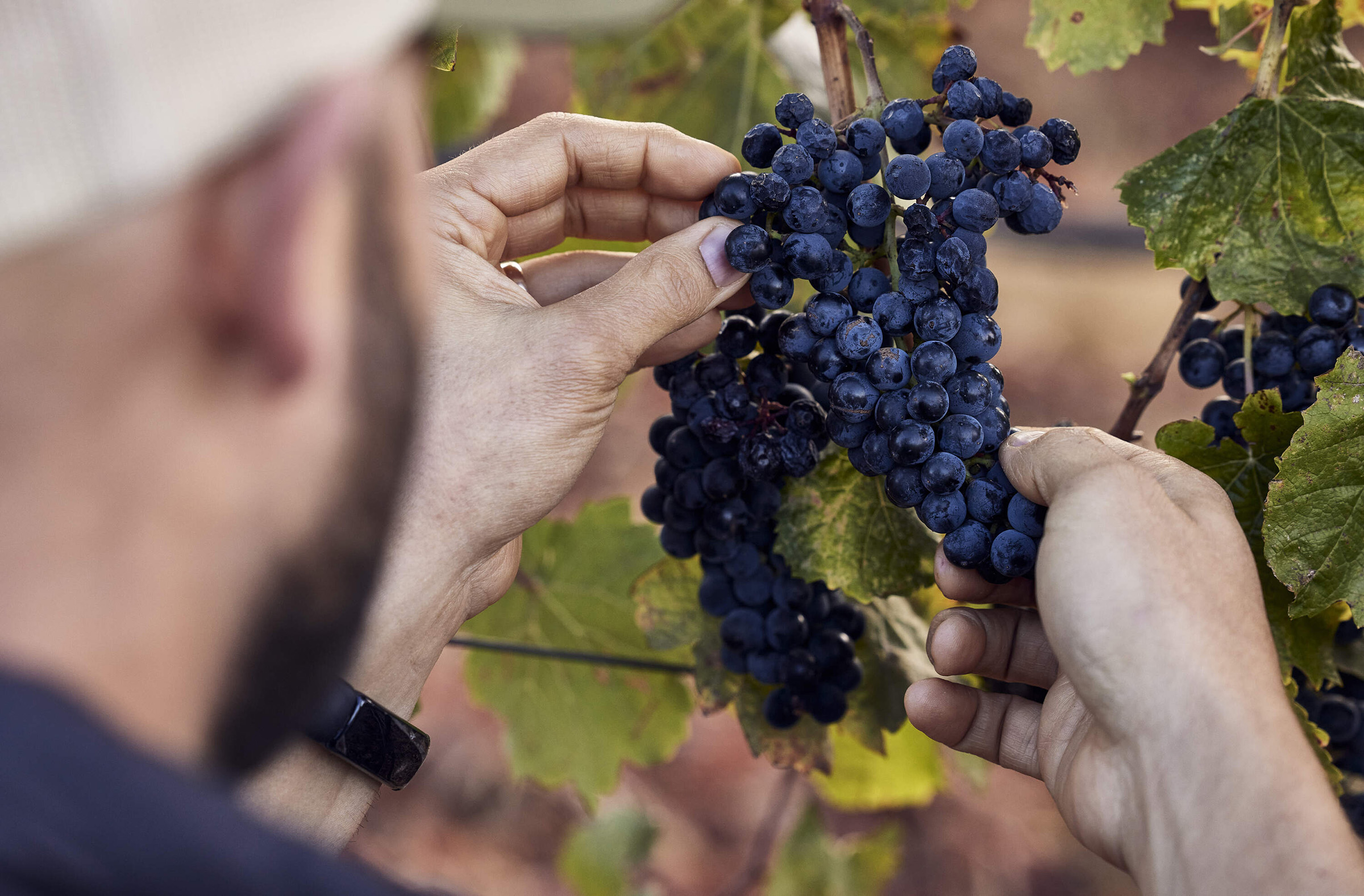 Person examining red grapes on the vine.