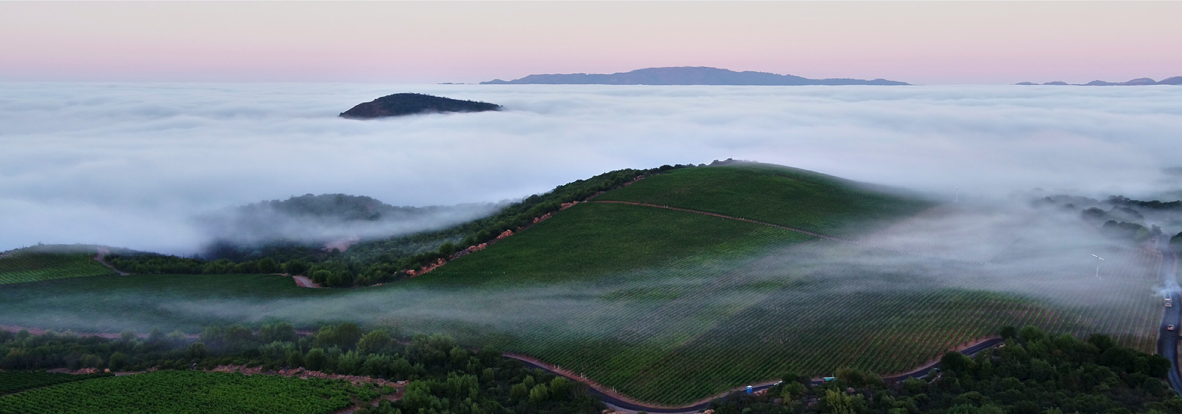 View of the Stagecoach Vineyard with fog.