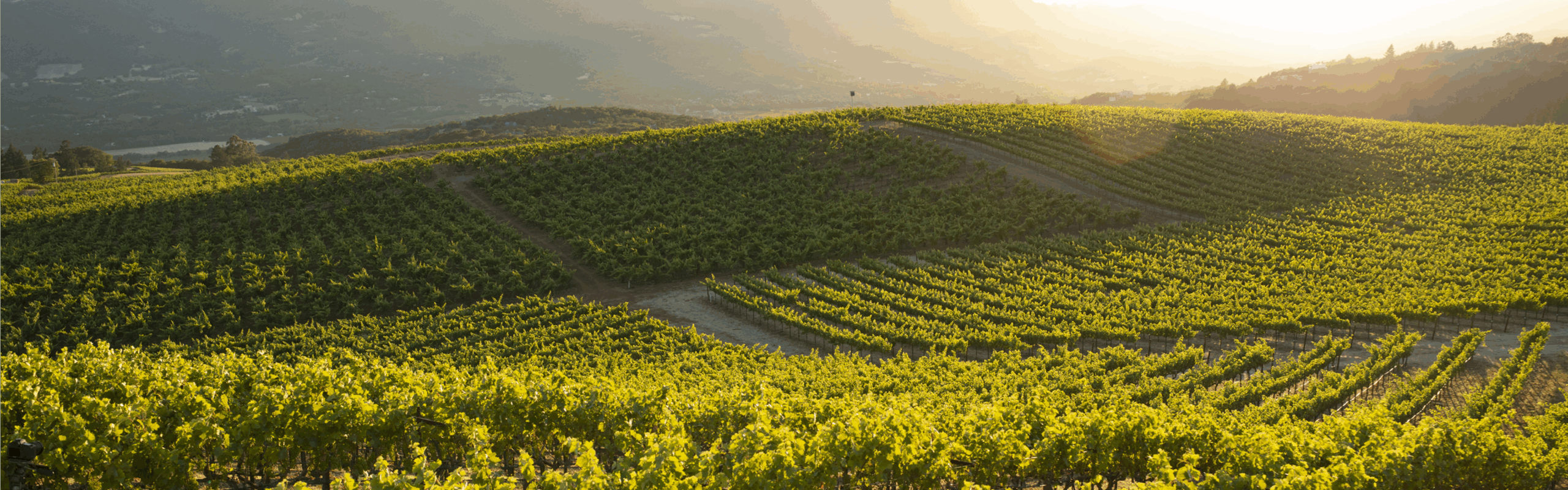 vineyards of napa valley