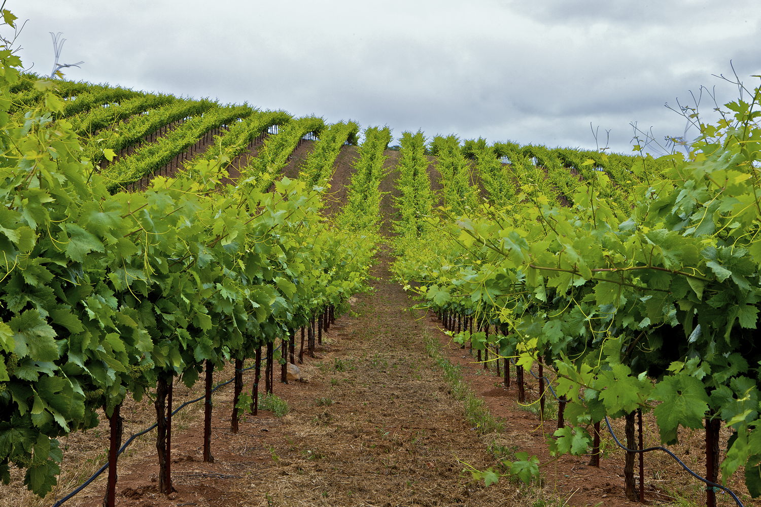 Monte Rosso Vineyard