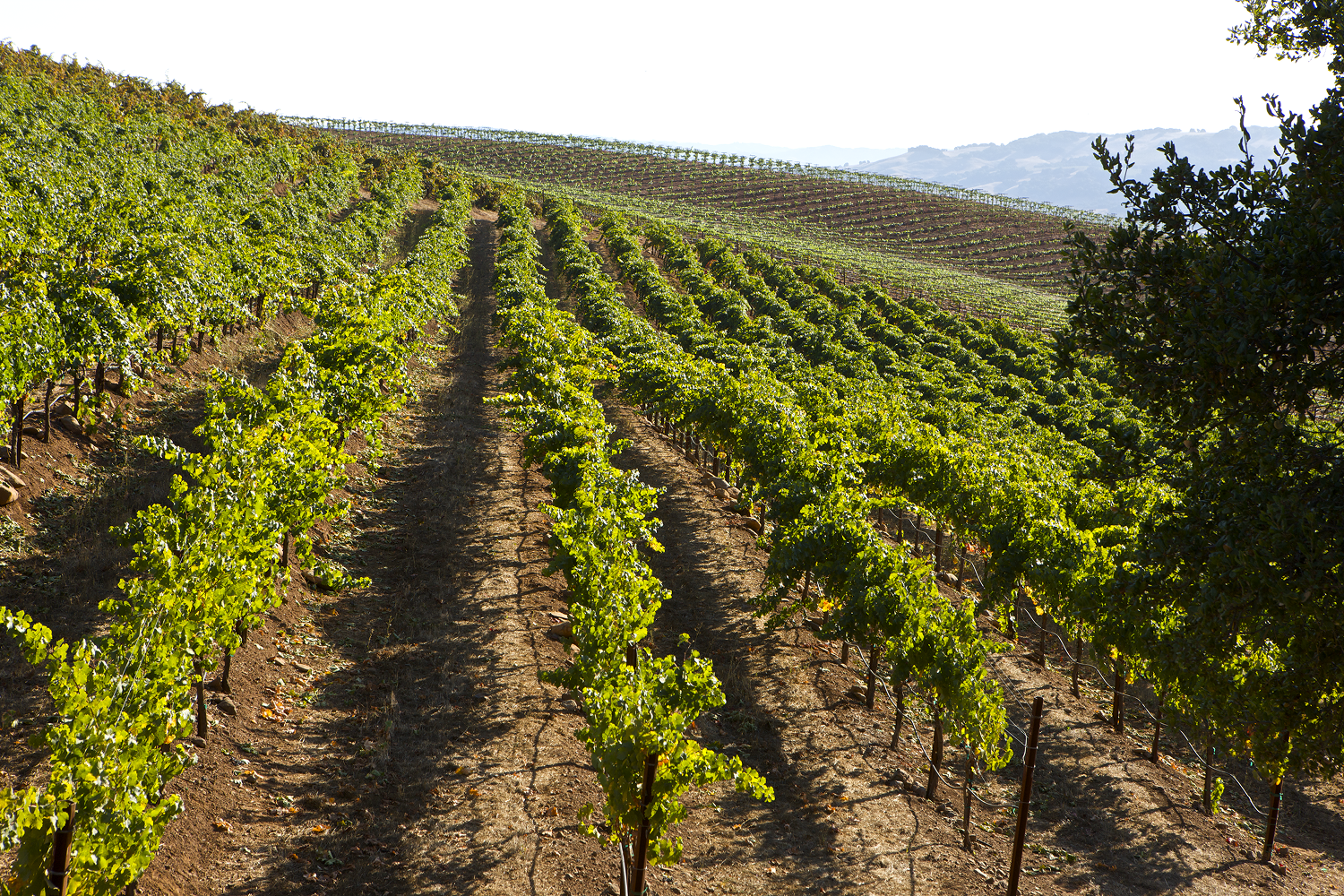 Monte Rosso Vineyard