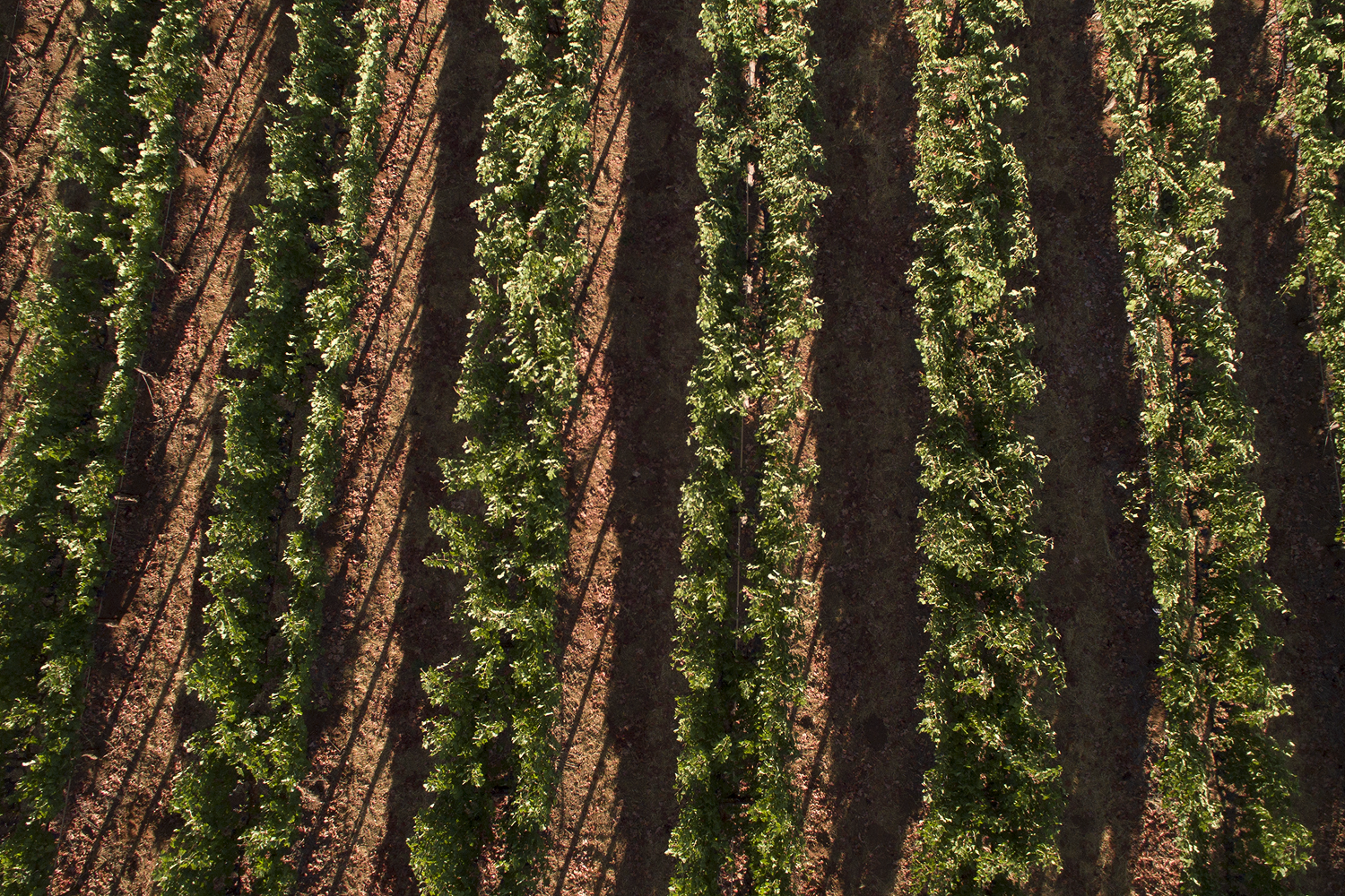 Monte Rosso Vineyard