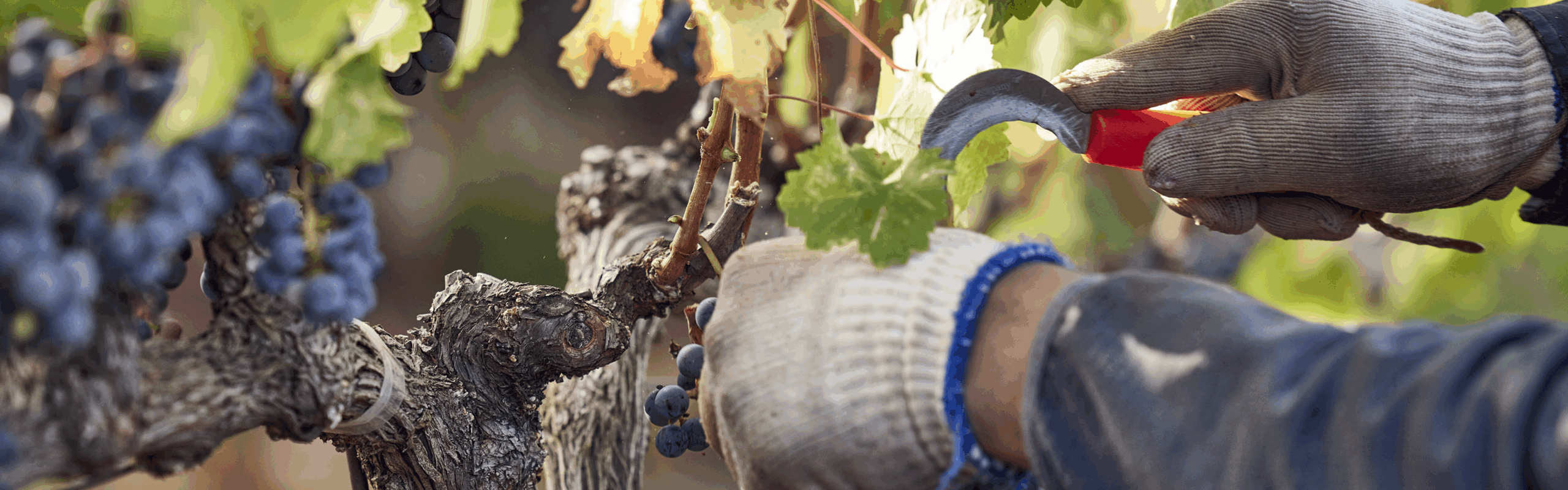 pruning vineyard grapes