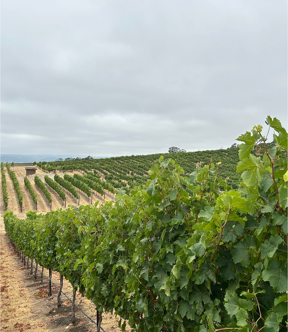 Silverado Bench Vineyard
