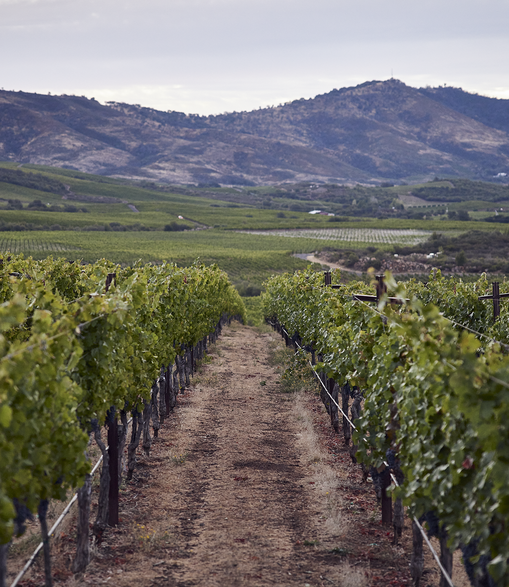 Stagecoach Vineyard
