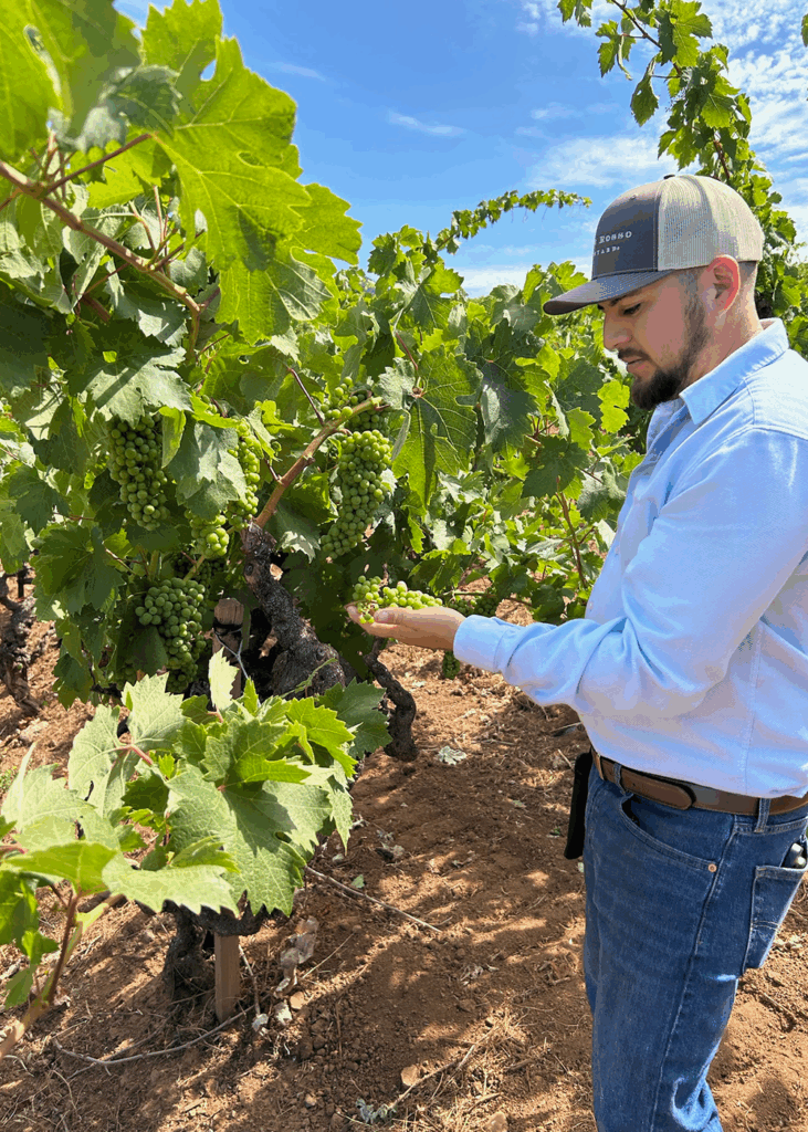 Image of Juan Alonso harvesting grapes