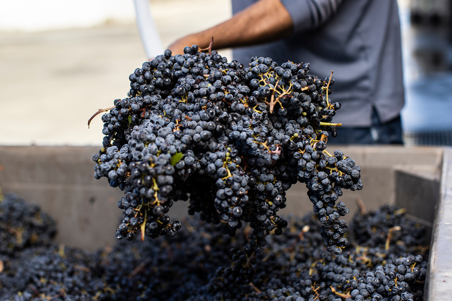 Grapes going into a bin