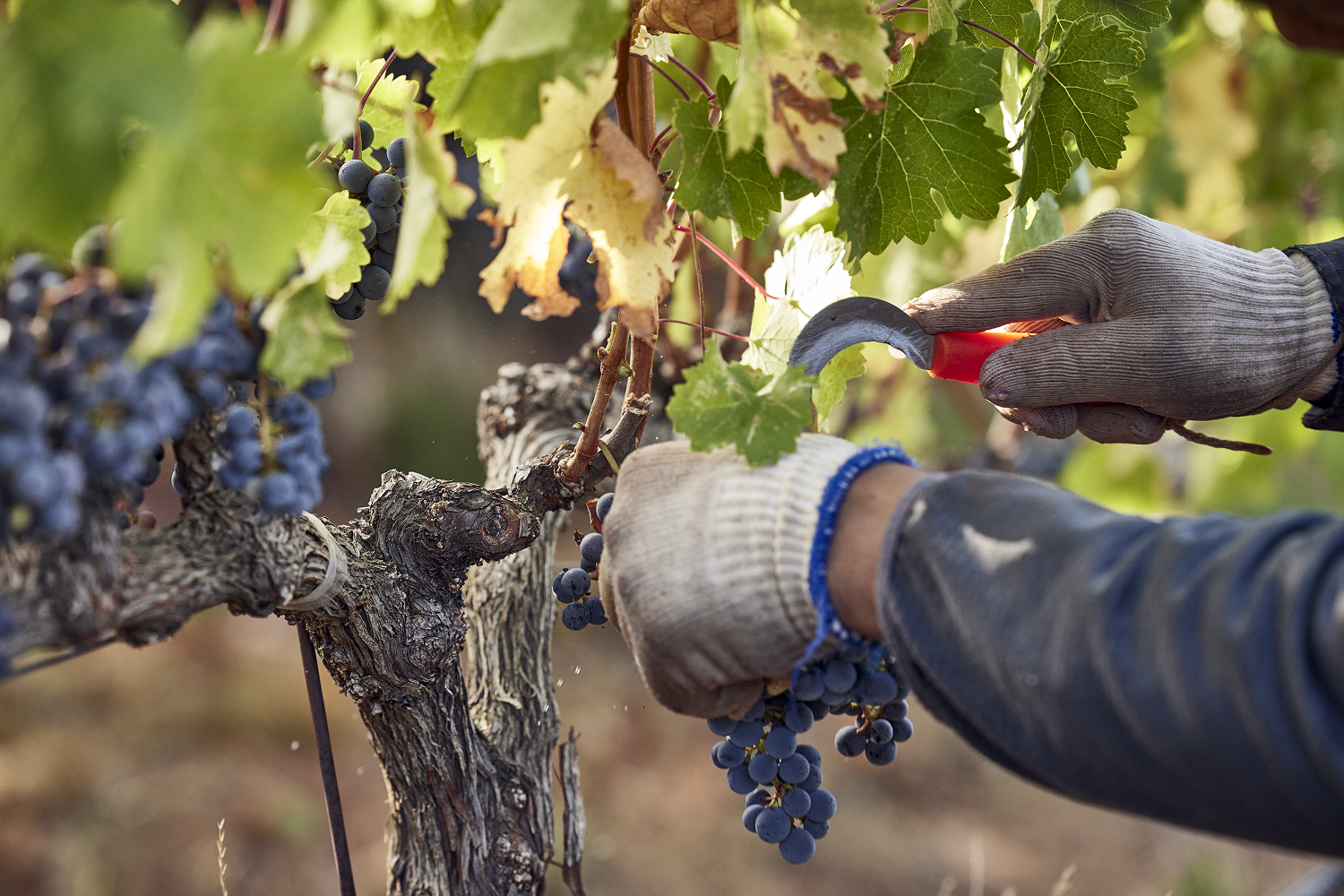 Close up of grapes being hand-picked from the vine