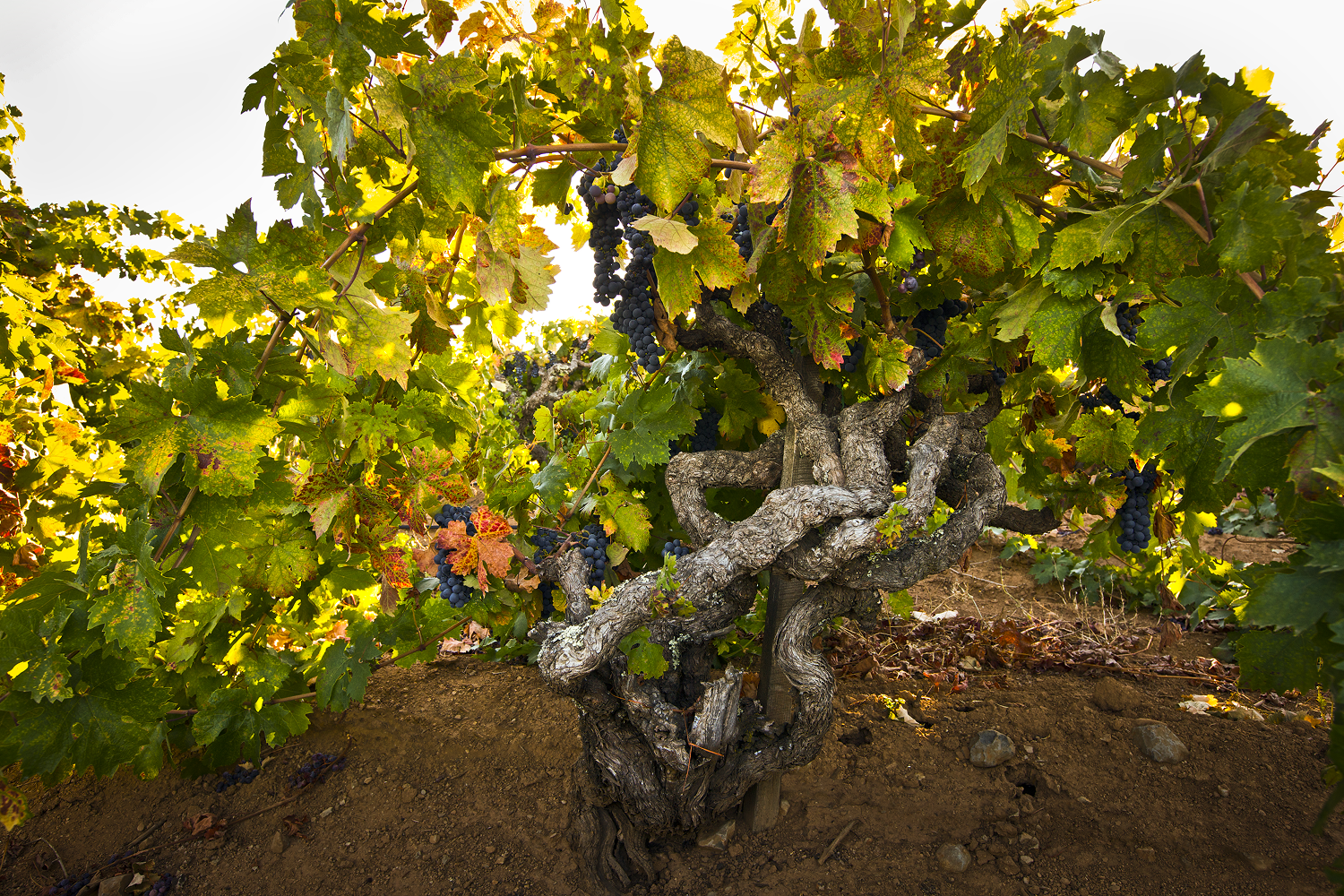 Grapevine at Monte Rosso Vineyard