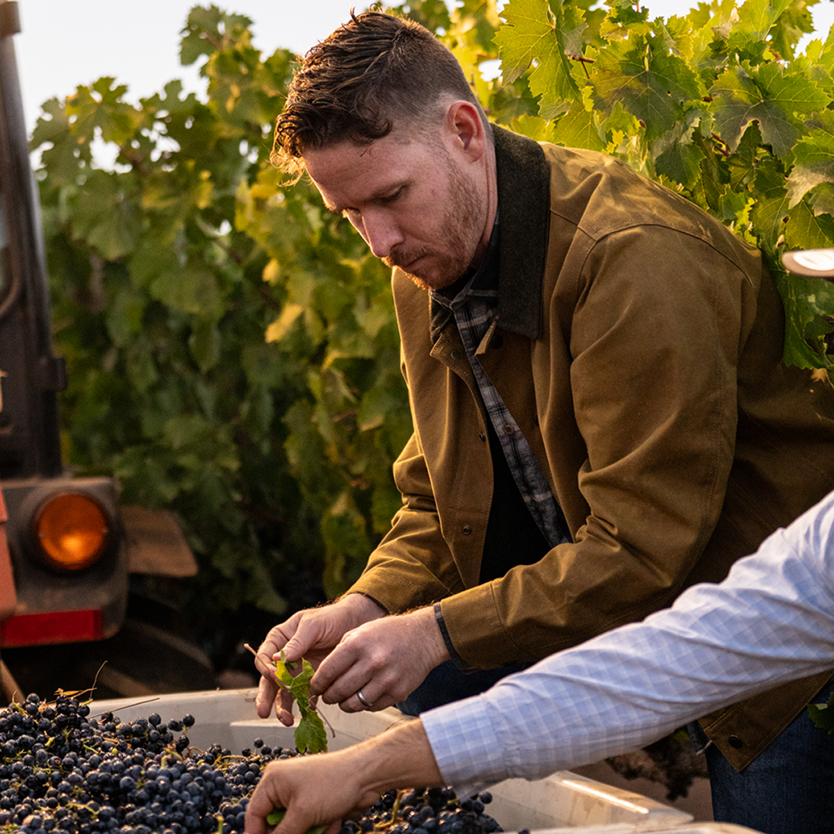 winemaker sorting grapes