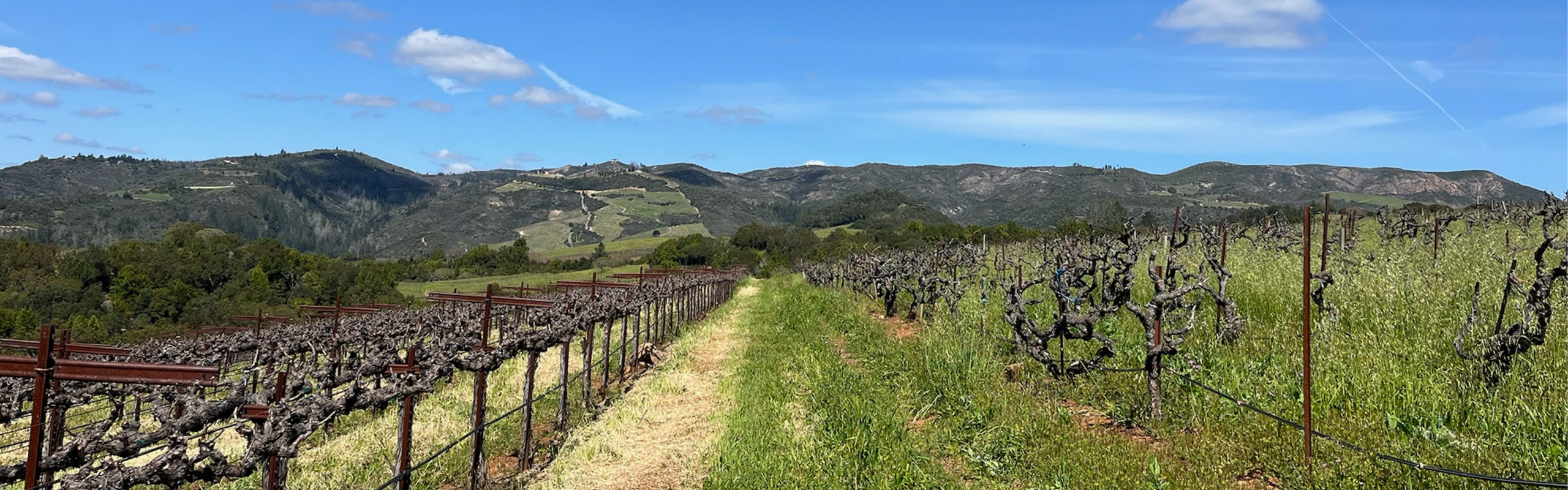 bud break spring in the vineyard