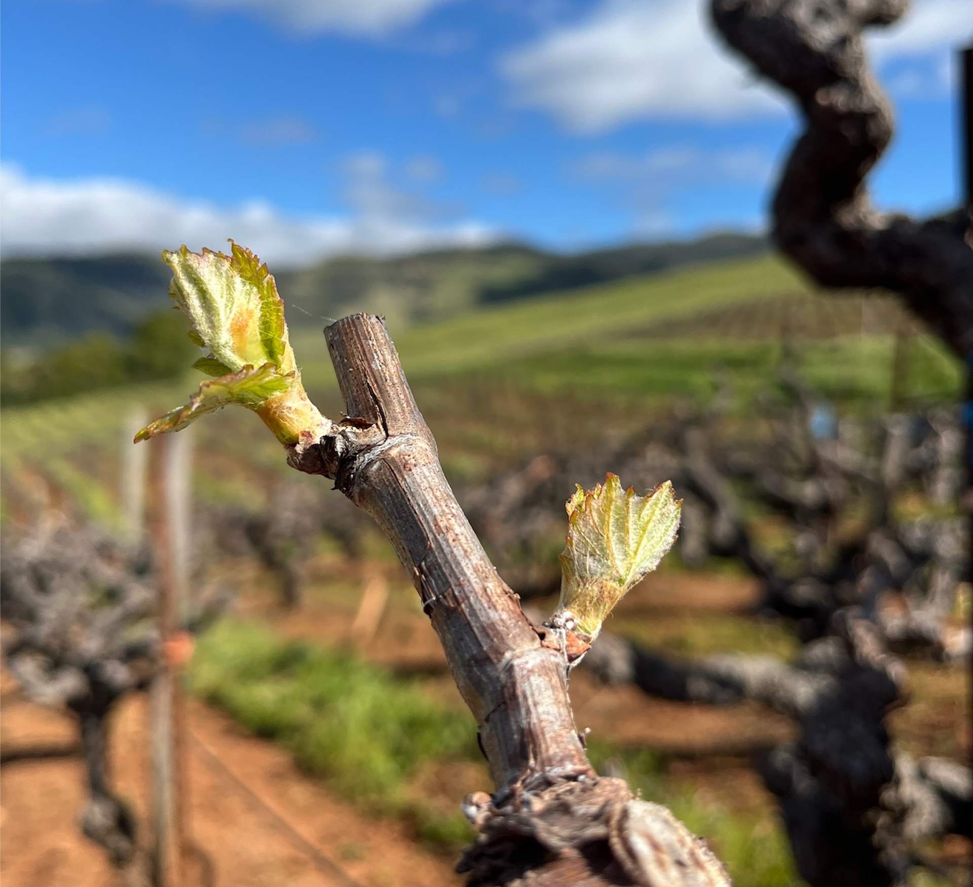 bud break on vine