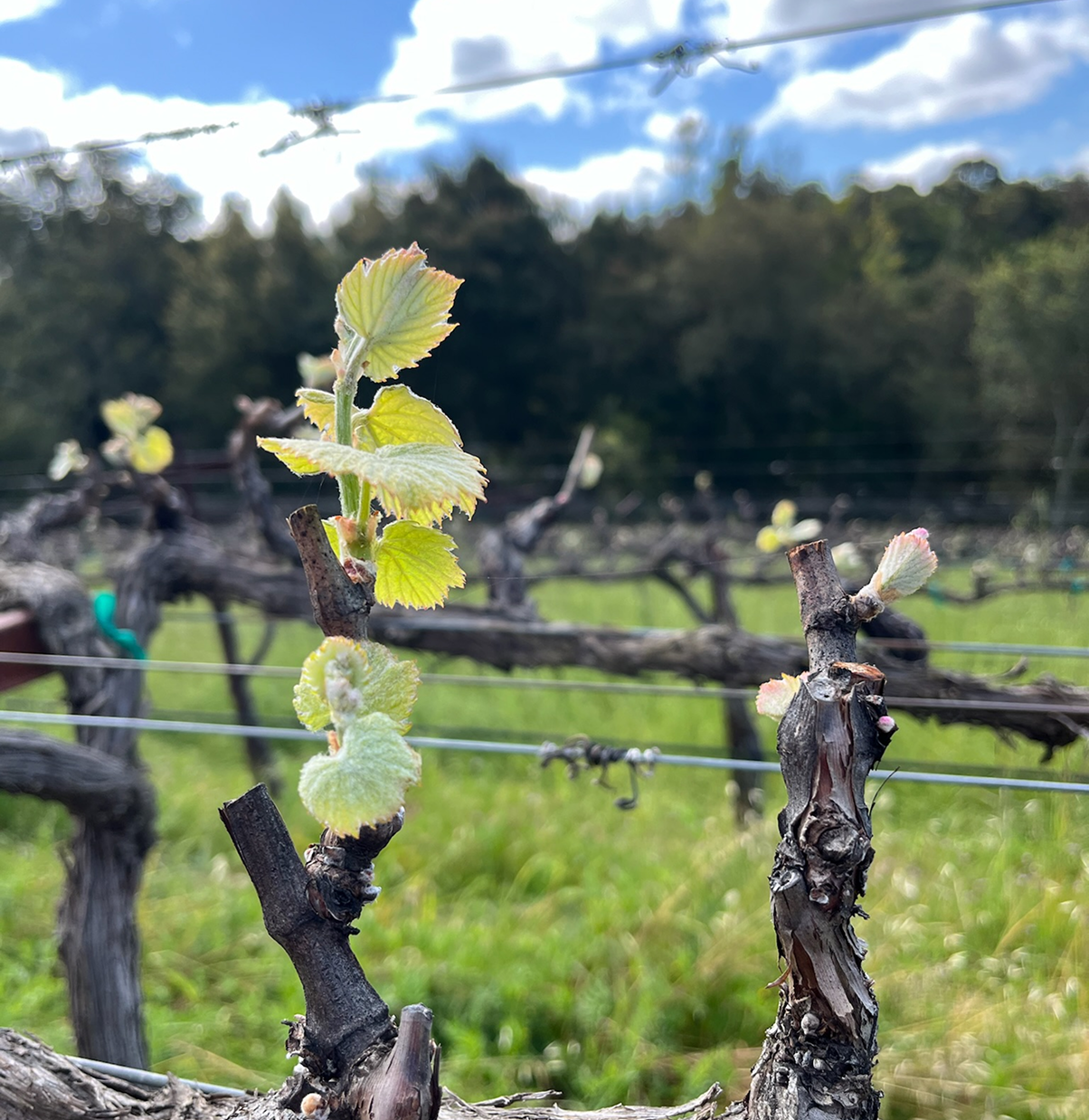 bud break in the vineyard