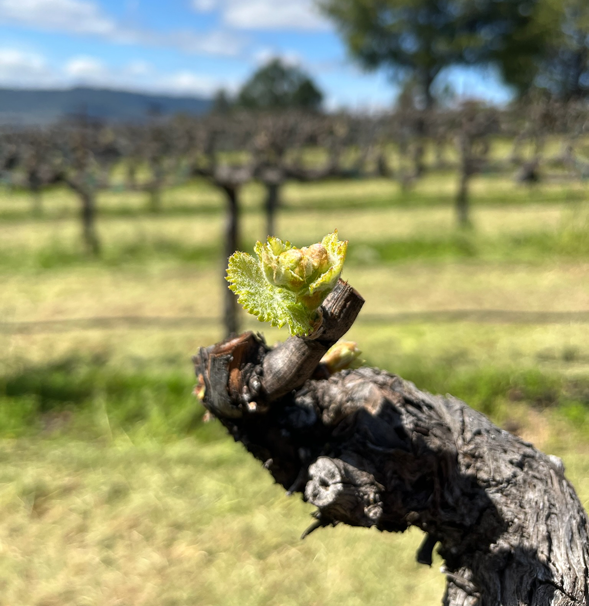 vineyard bud break
