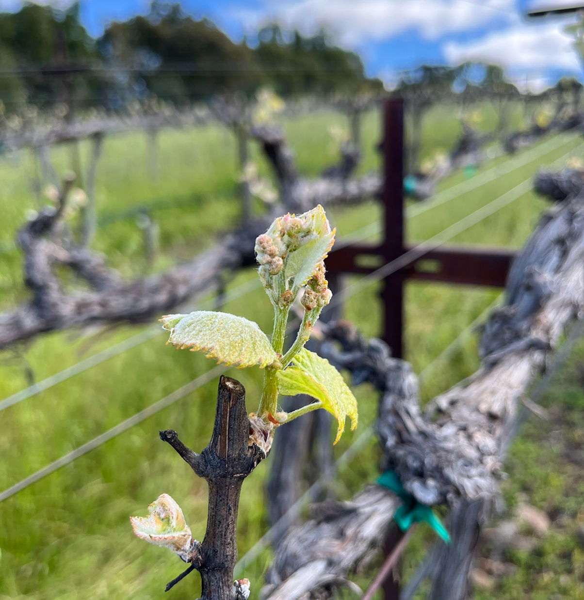 Bud Break: Spring in the Vineyards