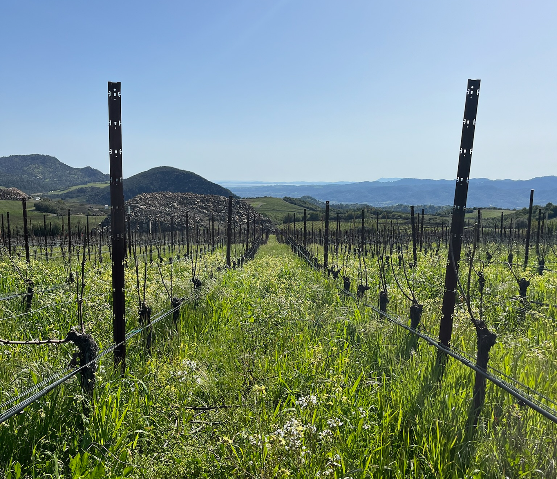 spring in the vineyard