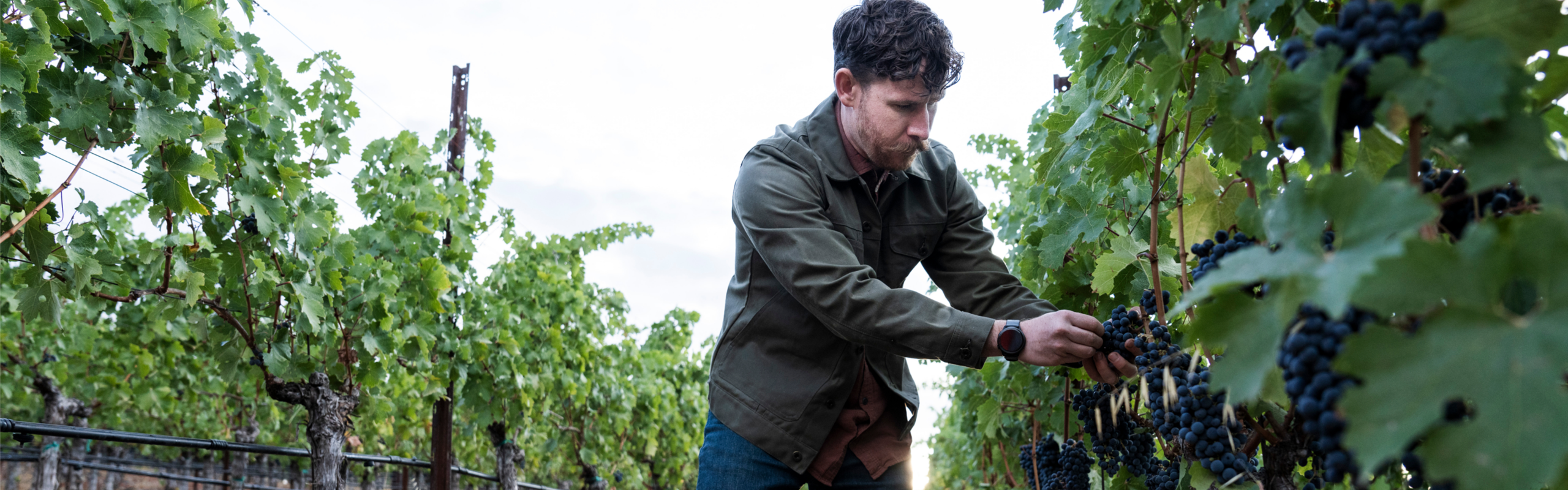 harvest at stagecoach vineyard. winemaker picking grapes.