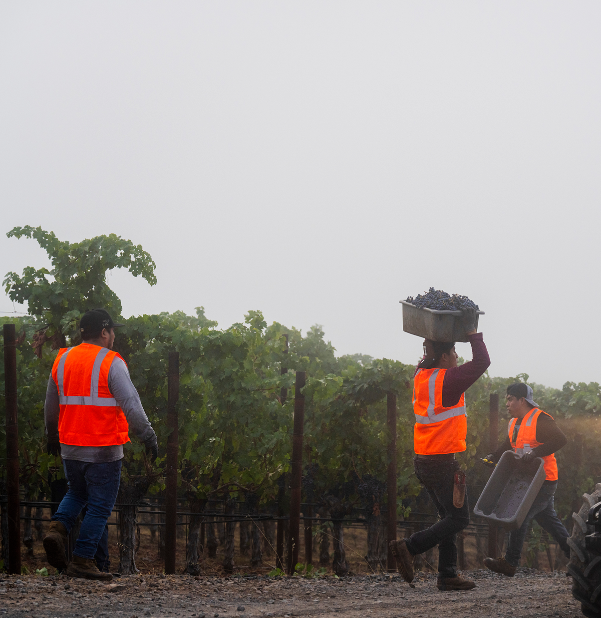 harvest at stagecoach vineyard for Louis M. Martini