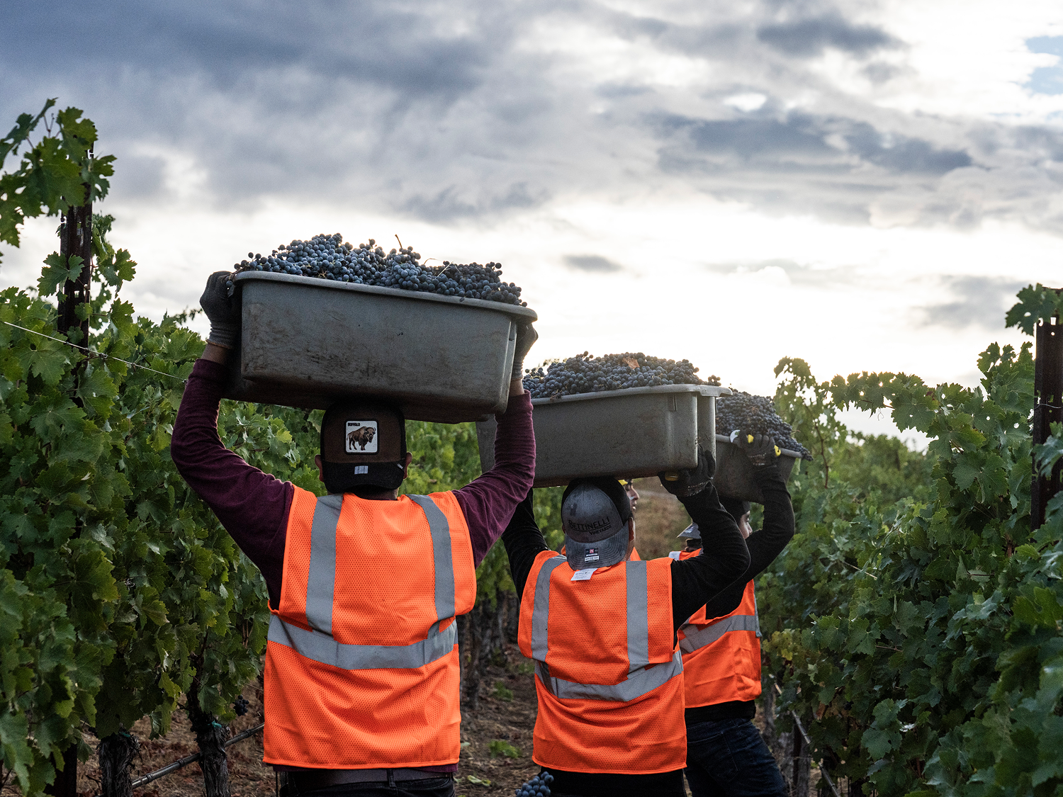 what does harvest actually look like