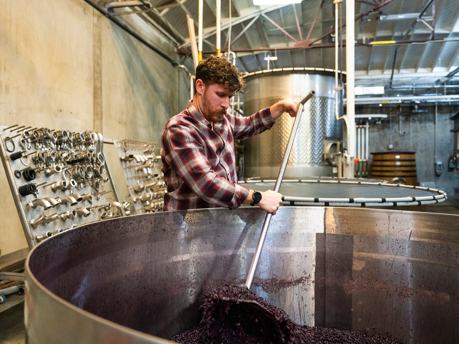 harvest winemaking