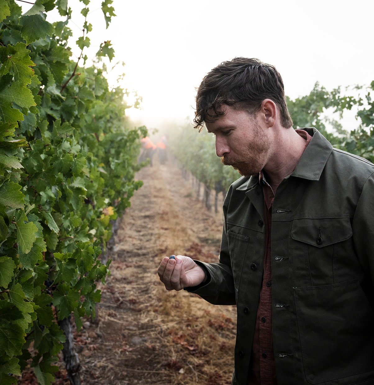 harvest at stagecoach vineyard for Louis M. Martini