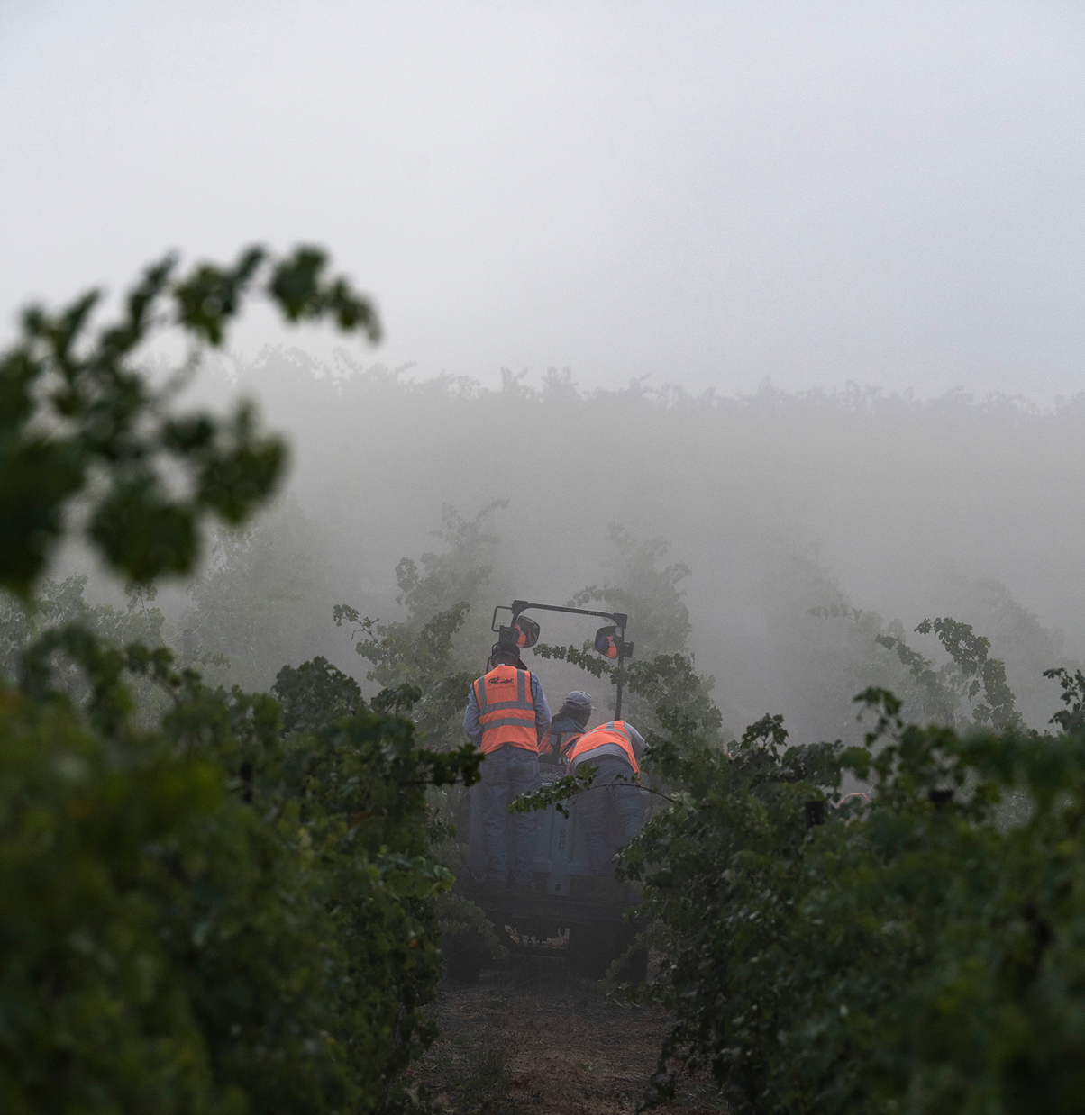 harvest at stagecoach vineyard for Louis M. Martini