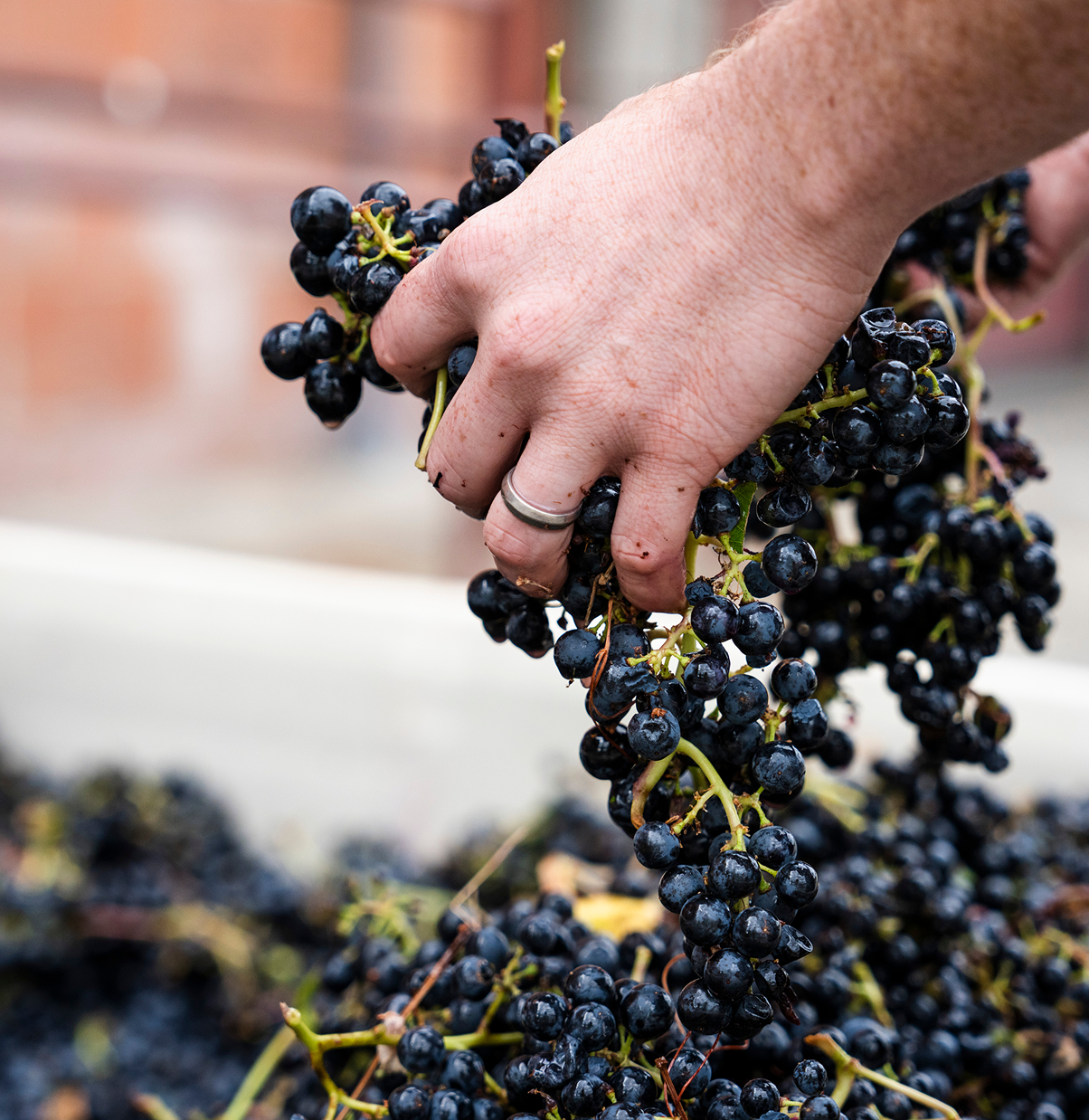 Harvest at Louis M. Martini