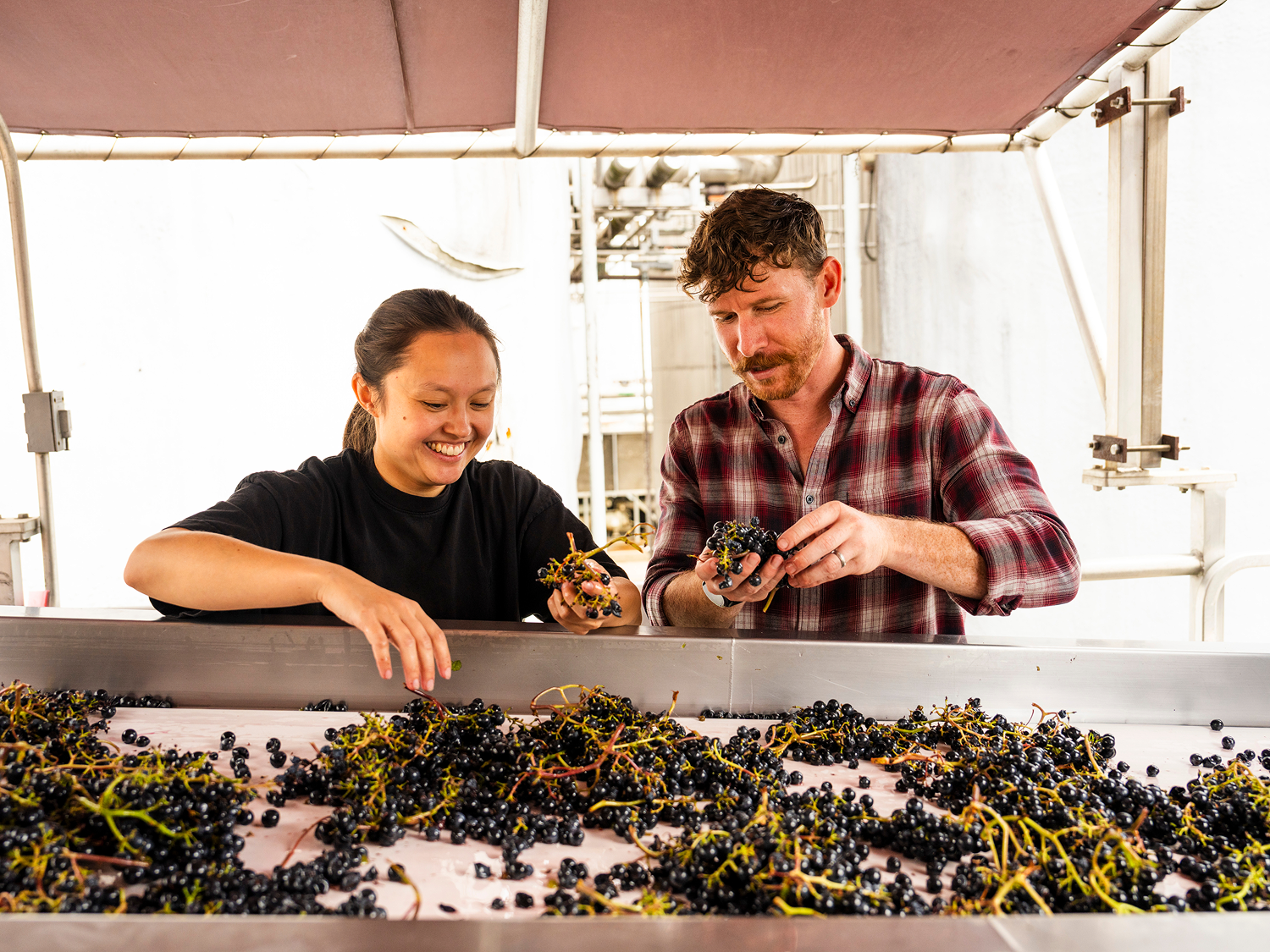 harvest grape sorting