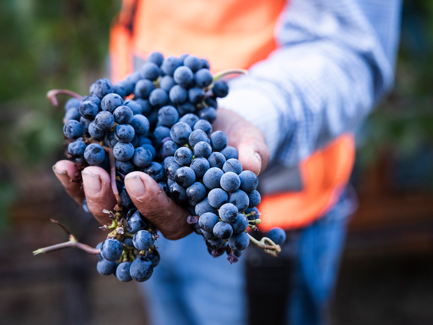 wine grapes