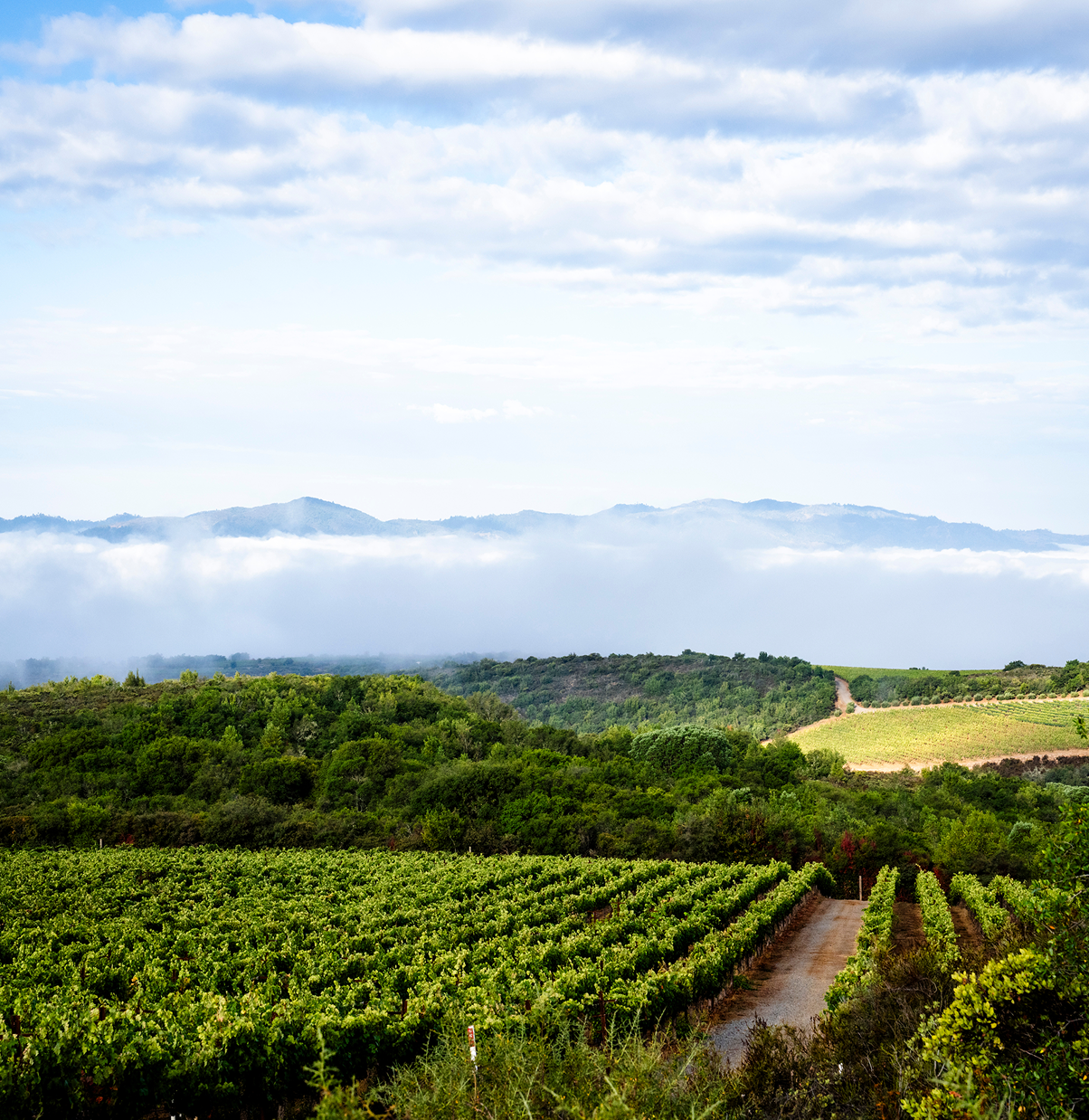 stagecoach vineyard